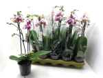 Phalaenopsis 2 Rispen lila gefleckt