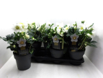 Helleborus niger "Wintergold"