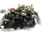 Helleborus "Ice N' Roses" Rosalie