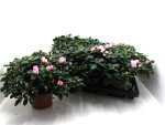 Azaleen pink geflammt