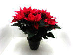 Poinsettia Busch rot