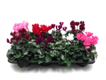 Cyclamen Mix geglittert
