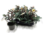 Helleborus "HGC Camelot"