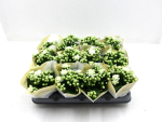 Mini Kalanchoe weiß