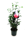 Camellia jap.