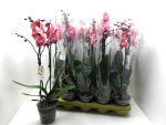 Phalaenopsis 2 Rispen lachsorange