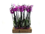 Phalaenopsis 4 Rispen lila
