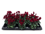 Mini Cyclamen bourdeaux