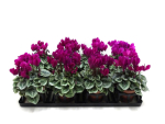 Cyclamen pers. midi lila