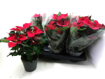 Poinsettia rot "Art Deco"