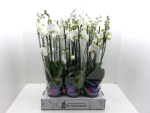 Phalaenopsis 5 Rispen weiß