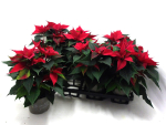 Poinsettia rot