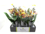 Phalaenopsis "Tablo" 2 Rispen orange