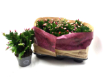 Schlumbergera Quattro