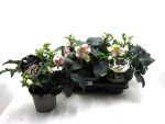 Helleborus "HGC Ice Breaker Bonni"