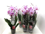 Phalaenopsis "Cascade" lila-weiß
