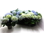 Hydrangea  macr. midi blau