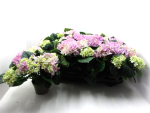Hydrangea  macr. midi rosa