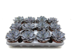 Echeveria lilacina