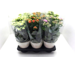 Kalanchoe "Sunny" Mix
