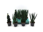 Mini Sansevieria Mix