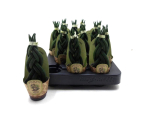 Mini Sansevieria geflochten