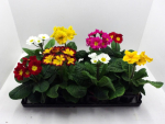 Primula elatior Mix