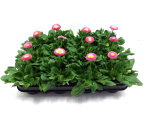Bellis rosa