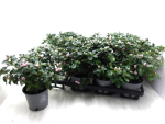 Azaleen 17-20 cm kleinblumig rosa