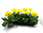 Primula elatior gelb