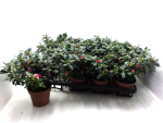 Azaleen 17-20 cm kleinblumig pink