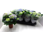Hydrangea  macr. midi blau