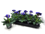 Primula elatior blau