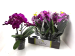 Phalaenopsis "Tablo" 2 Rispen violett