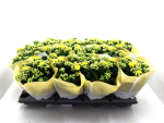 Kalanchoe gefüllt gelb