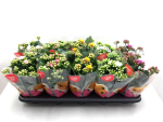 Kalanchoe  gefüllt Mix
