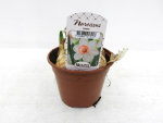 Narcissus  "Iwona"
