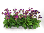 Primula veris lila