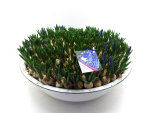 Muscari Schale blau XXL