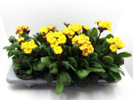 Primula elatior "Gold Nugget"