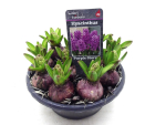 Hyacinthus 10pp Schale Purple