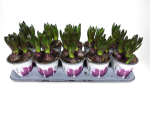 Hyacinthus 3pp violett