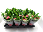 Euphorbia milii rosa