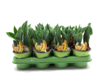 Tulpe  creme gelb-orange "Outbreak"