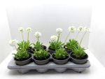 Primula denticulata weiß