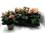 Begonia elatior rosa-weiß gefüllt "Borias"