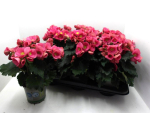 Begonia elatior pink
