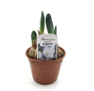 Narcissus  "Snowboard"