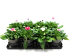 Bellis perennis rosa