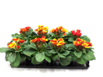 Primula gefüllt orange